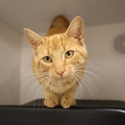 Clementine - Domestic Shorthair/Mix cat available for adoption