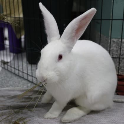 Snowy - Mixed Breed available for adoption in Calgary