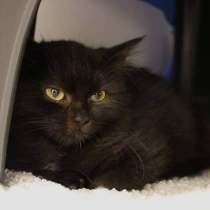 Shilo - Domestic Shorthair cat available for adoption at Calgary Humane Society in Calgary