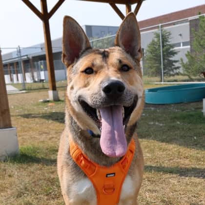 Achilles - Medium Mixed Breed available for adoption