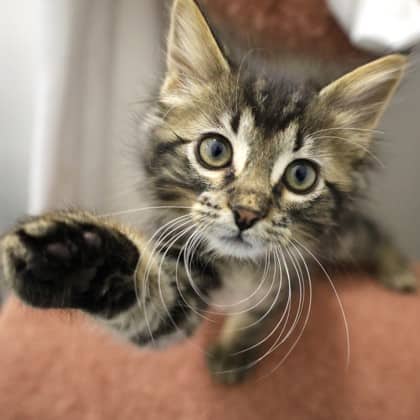 Keyleth - Domestic Shorthair cat available for adoption at Calgary Humane Society in Calgary
