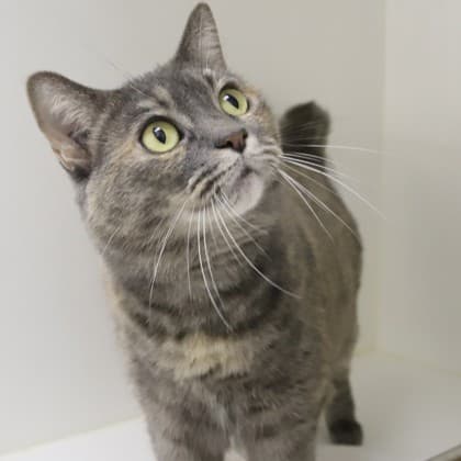Daphne - Domestic Shorthair/Mix cat cat available for adoption at Calgary Humane Society in Calgary