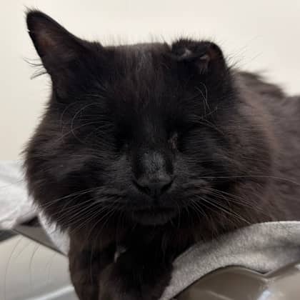 Nargy - Domestic Longhair/Mix cat available for adoption