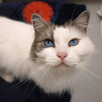 Mochi - Ragdoll cat cat available for adoption in Alberta