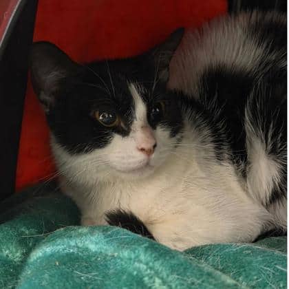 Fauna - Domestic Shorthair/Mix cat available for adoption