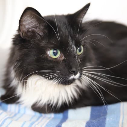 Marcus - Domestic Longhair/Mix cat cat available for adoption at Calgary Humane Society in Calgary