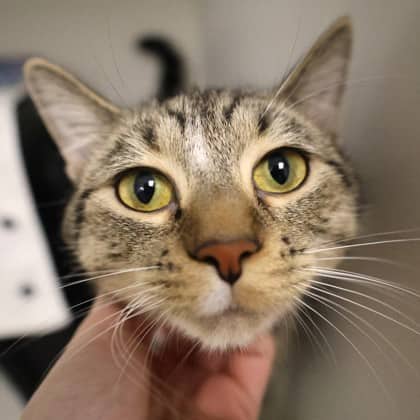 Meowgaret - Domestic Shorthair/Mix cat available for adoption
