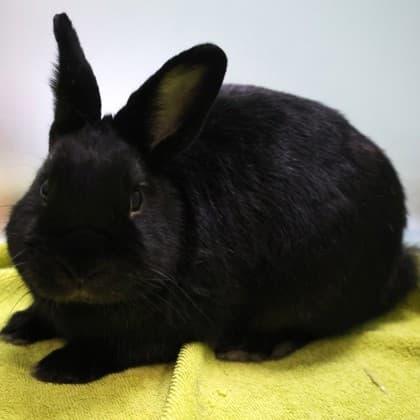 Mr Pear - Mixed Breed available for adoption in Calgary
