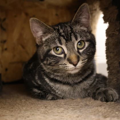 Maxantarius - Domestic Shorthair cat cat available for adoption in Calgary