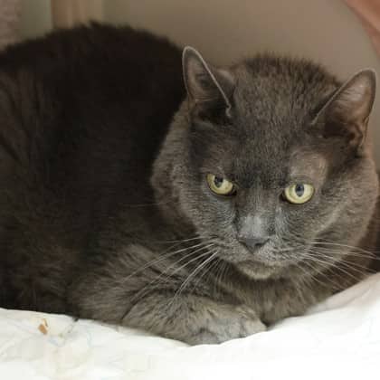 Miss Molly - Domestic Shorthair/Mix cat available for adoption