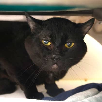 Sumac - Domestic Shorthair/Mix cat available for adoption