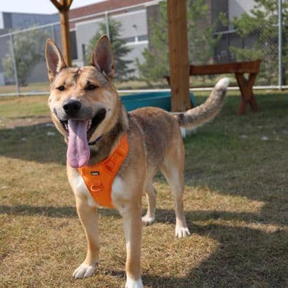 Achilles - Medium Mixed Breed available for adoption
