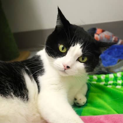 Jasper - Domestic Shorthair/Mix cat available for adoption