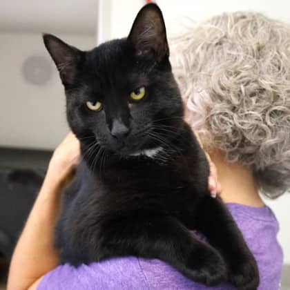 Crowley - Domestic Shorthair/Mix cat cat available for adoption at Calgary Humane Society in Calgary