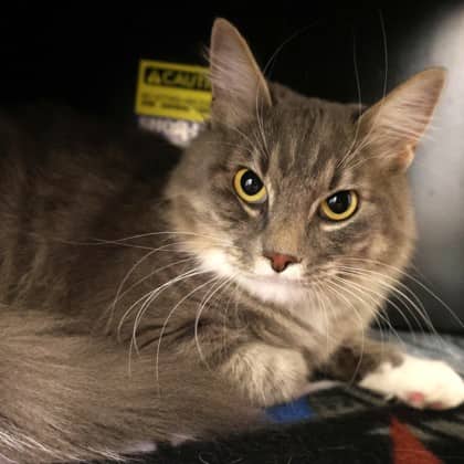 Dolly - Domestic Medium Hair/Mix cat cat available for adoption at Calgary Humane Society in Calgary