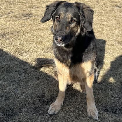 Bella - German Shepherd/Mix available for adoption at Calgary Humane Society in Calgary