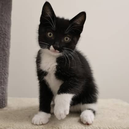 Chester - Domestic Shorthair cat available for adoption at Calgary Humane Society in Calgary