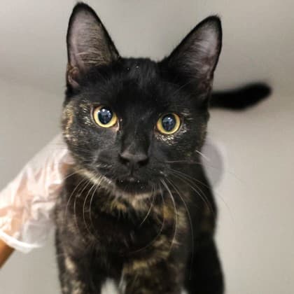 Pickles - Domestic Shorthair/Mix cat cat available for adoption in Calgary