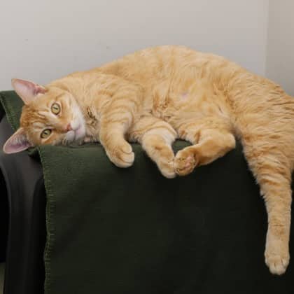 Kyubi - Domestic Shorthair/Mix cat available for adoption at Calgary Humane Society in Calgary