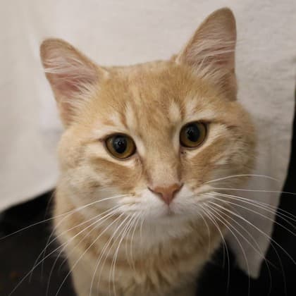 Bubbles - Domestic Shorthair/Mix cat cat available for adoption in Calgary