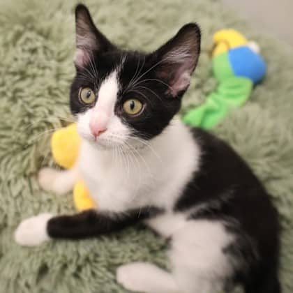 Ladybug - Domestic Shorthair available for adoption