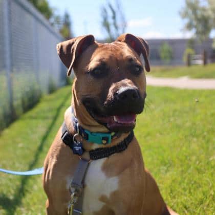 Bronte - American Staffordshire Terrier/Mix available for adoption