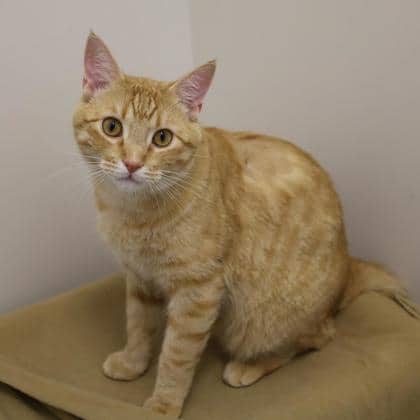 Figgy - Domestic Shorthair/Mix cat cat available for adoption at Calgary Humane Society in Calgary