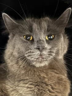 Mala - Domestic Medium Hair/Mix cat cat available for adoption in Calgary