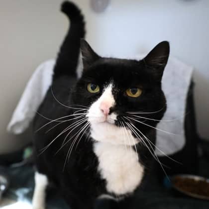 Minnie - Domestic Shorthair/Mix cat cat available for adoption in Calgary