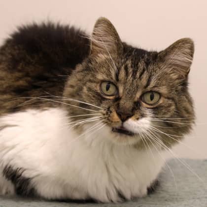 Lilou - Domestic Medium Hair/Mix cat cat available for adoption at Calgary Humane Society in Calgary