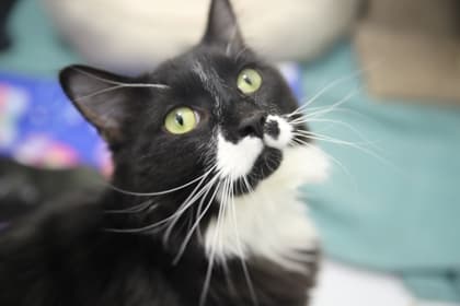Mashka - Domestic Longhair/Mix cat cat available for adoption at Calgary Humane Society in Calgary