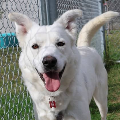 Rayne - German Shepherd/Mix available for adoption in Alberta