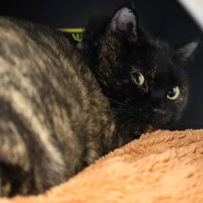 Mama - Domestic Medium Hair/Mix cat available for adoption at Calgary Humane Society in Calgary