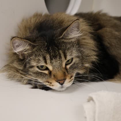 Finnegan - Domestic Longhair/Mix cat cat available for adoption at Calgary Humane Society in Calgary