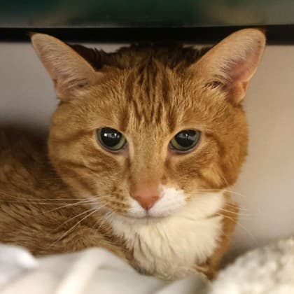 Apollo - Domestic Shorthair/Mix cat cat available for adoption at Calgary Humane Society in Calgary