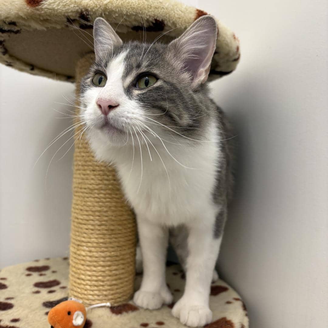 Liza - Domestic Medium Hair/Mix cat available for adoption