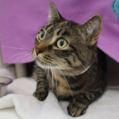 Macky - Domestic Shorthair/Mix cat available for adoption at Calgary Humane Society in Calgary
