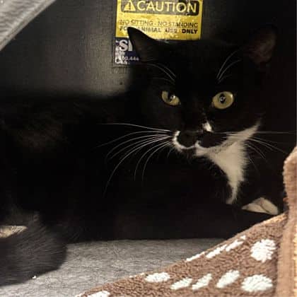 Oscar - Domestic Shorthair/Mix cat available for adoption at Calgary Humane Society in Calgary