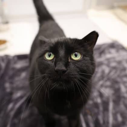 Mollie - Domestic Shorthair/Mix available for adoption
