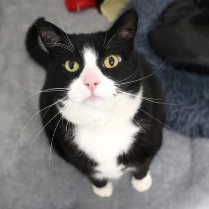 Mango - Domestic Shorthair/Mix cat cat available for adoption at Calgary Humane Society in Calgary
