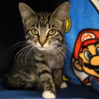 Fisher - Domestic Shorthair cat available for adoption at Calgary Humane Society in Calgary