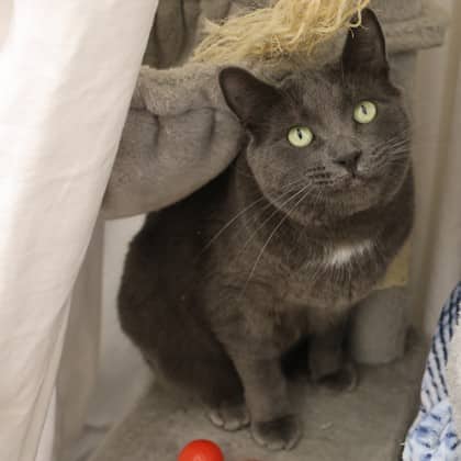 Penn - Domestic Shorthair/Mix cat available for adoption