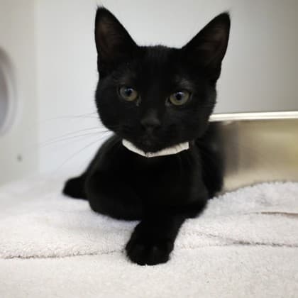 Jinn - Domestic Shorthair cat available for adoption in Calgary