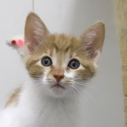 Granada - Domestic Shorthair cat available for adoption at Calgary Humane Society in Calgary