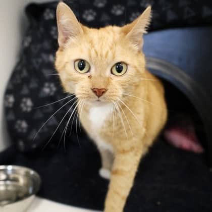 Goldie - Domestic Shorthair/Mix cat cat available for adoption at Calgary Humane Society in Calgary