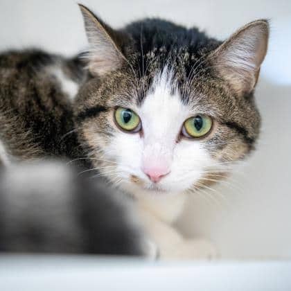Miso - Domestic Shorthair/Mix cat cat available for adoption at Calgary Humane Society in Calgary