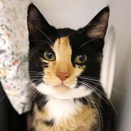 Triscuit - Domestic Shorthair/Mix cat available for adoption