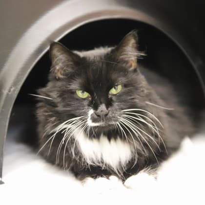 Dawn - Domestic Medium Hair/Mix cat available for adoption