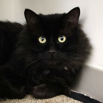 Marko - Domestic Medium Hair/Mix cat cat available for adoption in Calgary