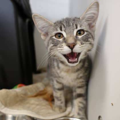 Oreo - Domestic Shorthair cat available for adoption at Calgary Humane Society in Calgary